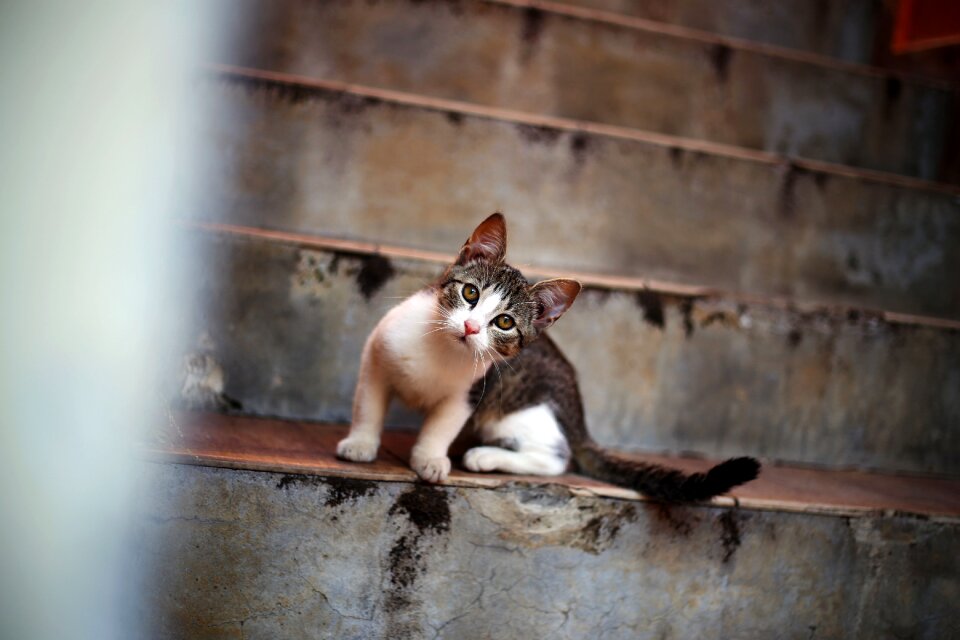 Kitten stairs street