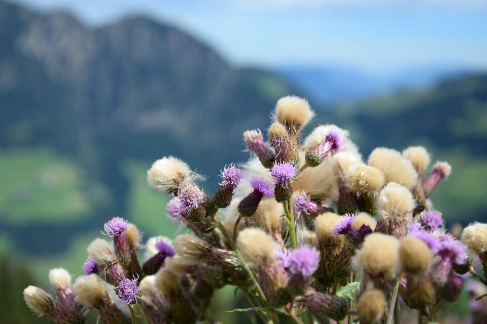 Flowers field tiefenschärfe