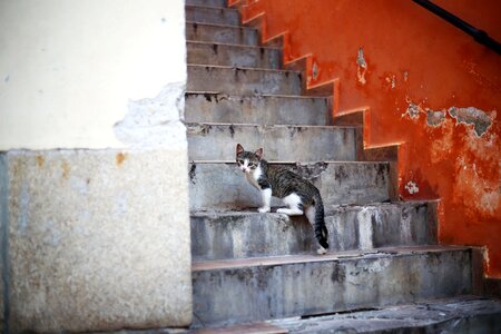 Kitten stairs street
