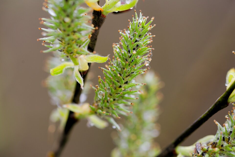 Leaf bud growth