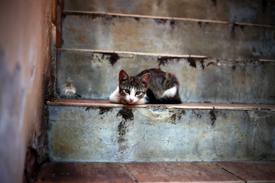 Kitten stairs street