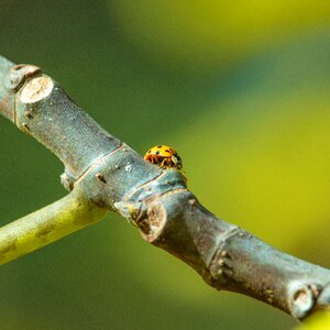 Nature wild yellow