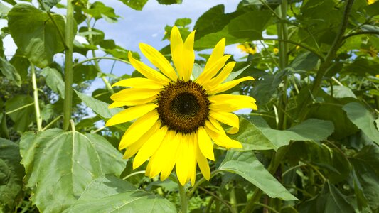 Natural summer plant photo