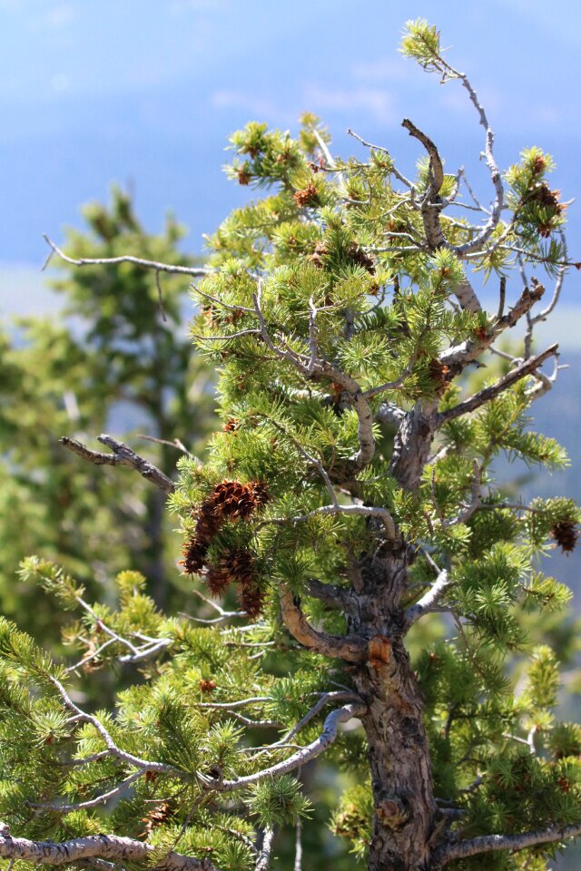 Conifer landscape evergreen