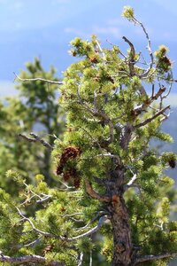 Conifer landscape evergreen photo