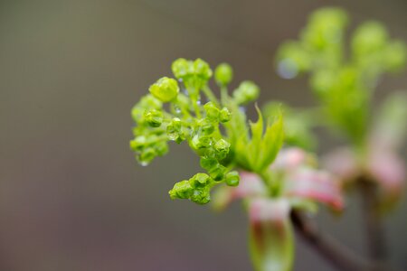 Flower growth garden