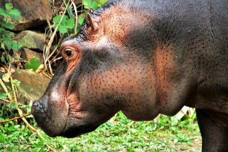 Appearance animals hippos photo