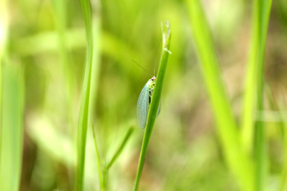 Chrysoperla green lacewing green