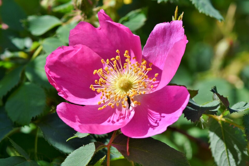 Bloom spring flower bloom