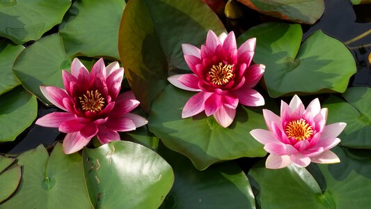 Bloom water nature
