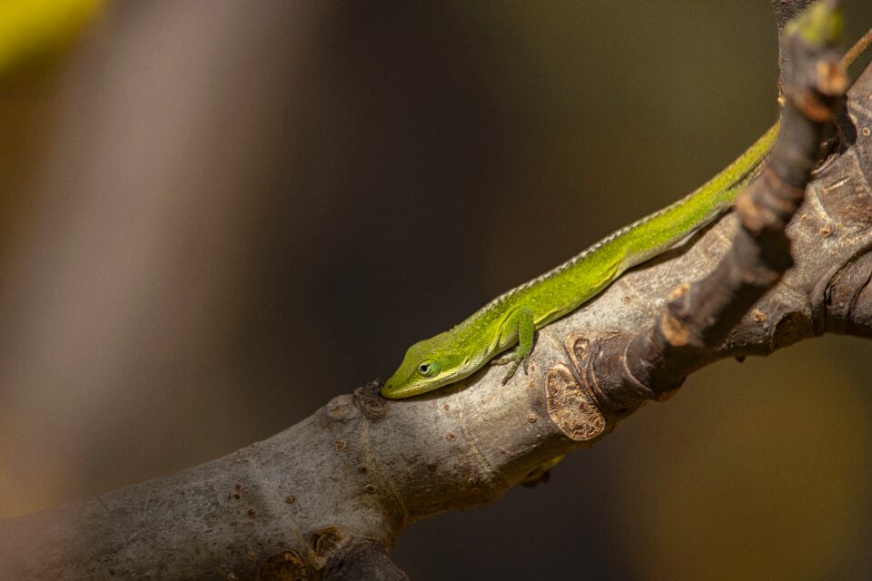 Animal wildlife green and white