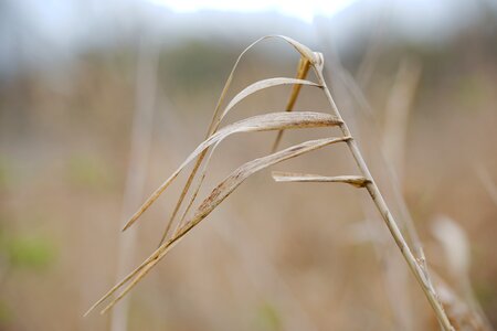 Plant field leaf photo