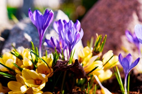 Krokus snowdrop thaw