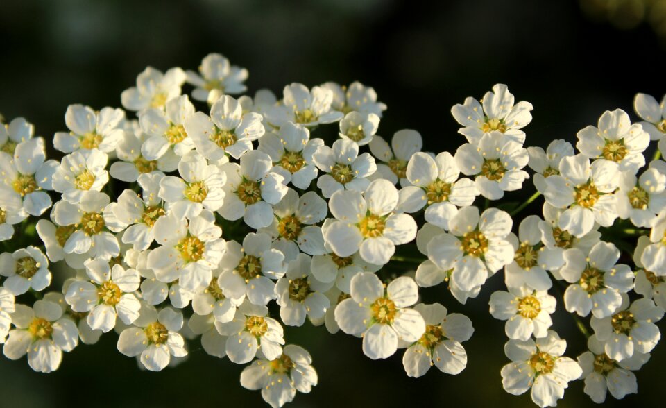 Bush plant nature