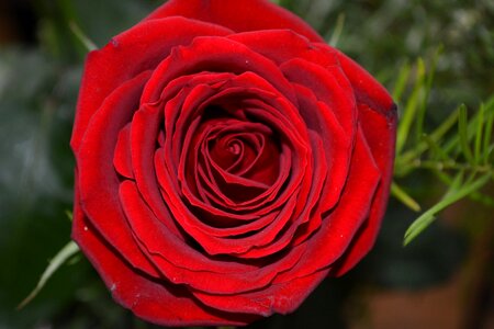 Nature floral romantic