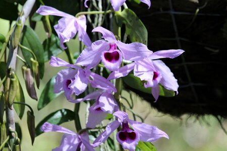 Lilac purple nature