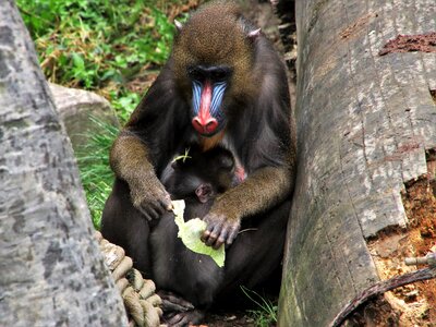 Sit mammal vigilance