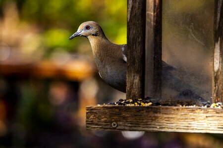 Dove nature bird feeder photo