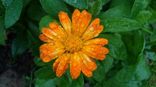 Bloom orange drops photo
