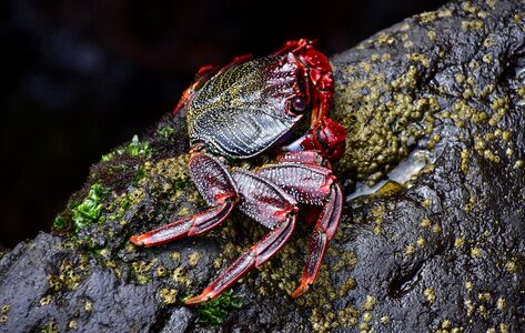 Crab rocks crustacean photo