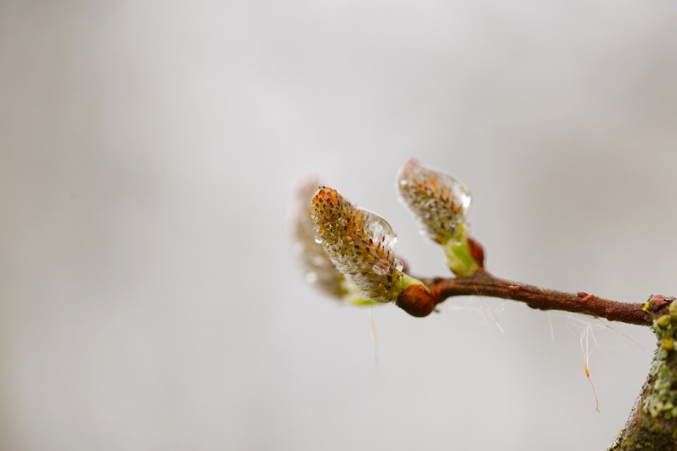 Blur plant tree
