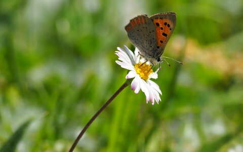 Insects butterfly flower photo