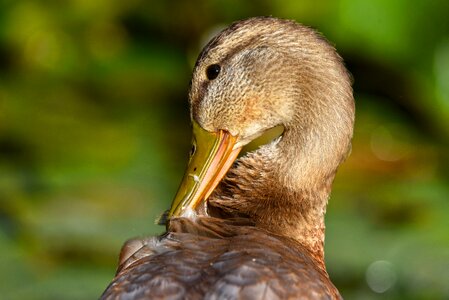 Bird animal female photo