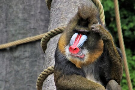 Animals sit red nose
