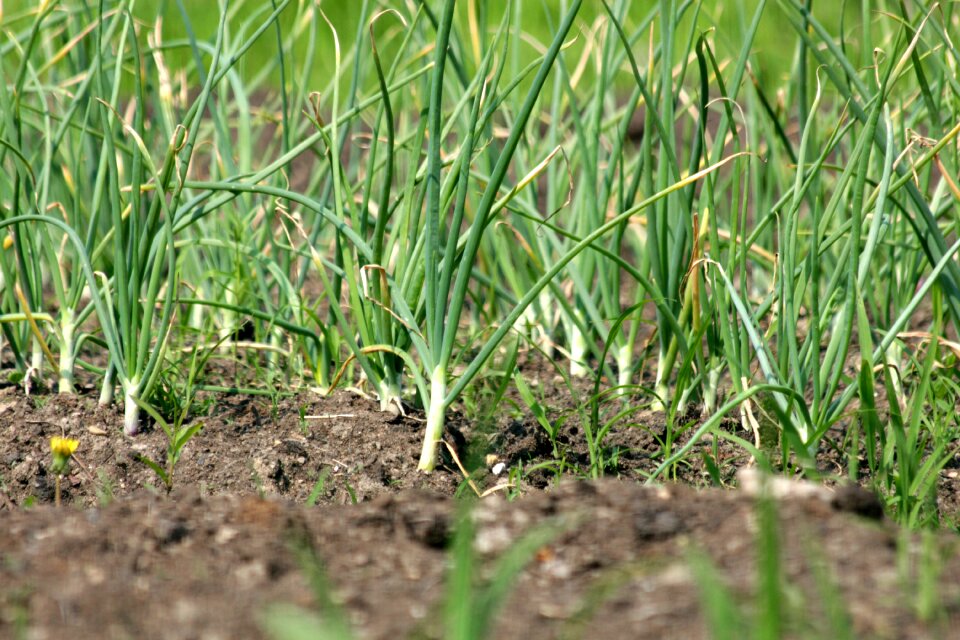 Nature why greens