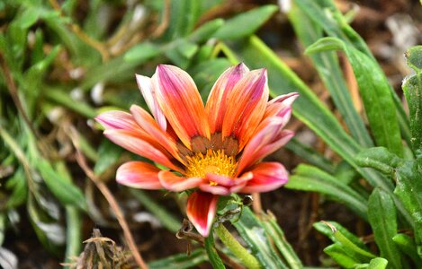 Nature plant wild flowers photo