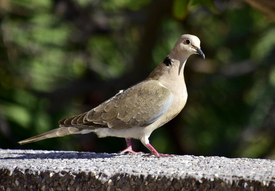 Birds animals nature