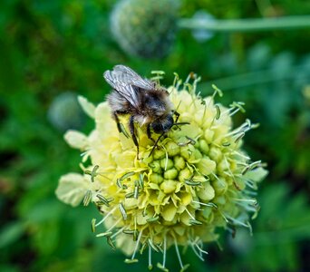 Feeding nectar honey photo