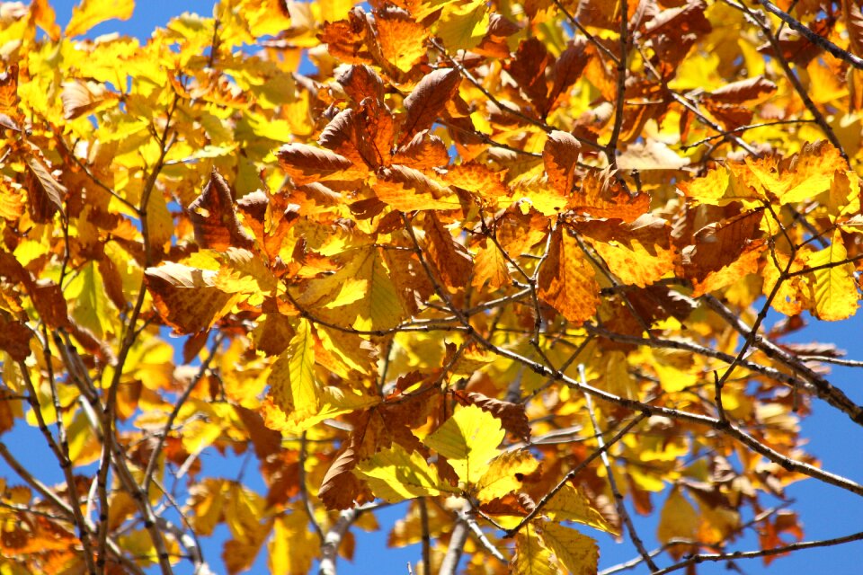 Nature trees season
