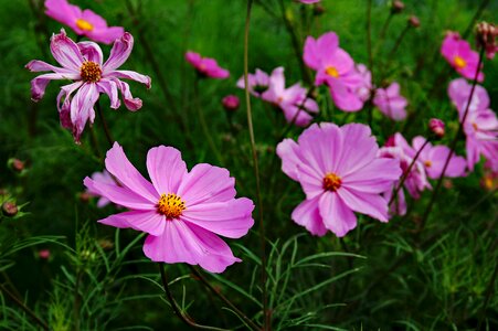 Bloom garden beauty