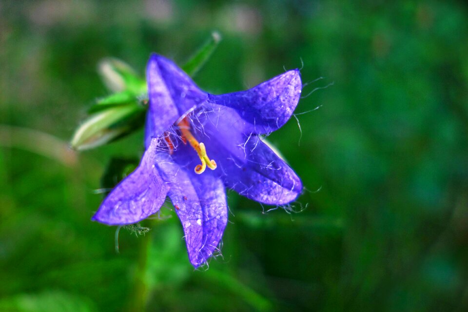 Plant campanula rotundifolia perennial