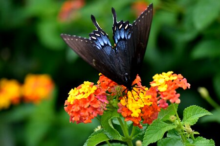 Butterfly nature black photo