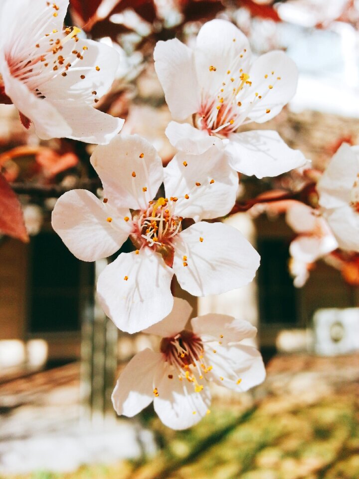 Wood plants petal