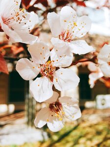 Wood plants petal