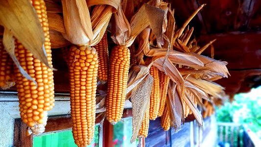 Corn on the cob jewellery balcony photo