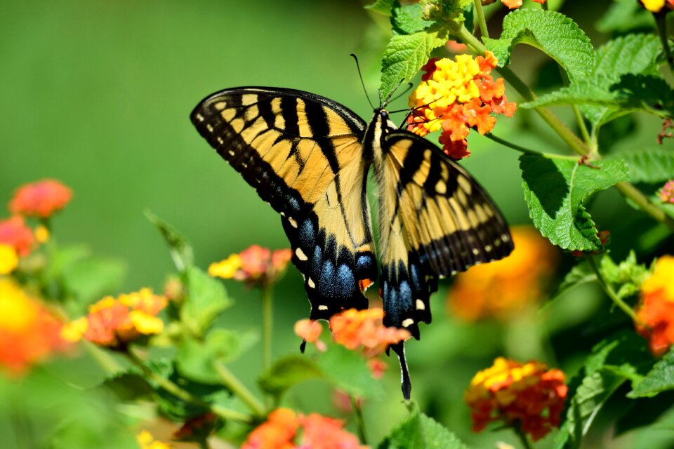 Yellow flower swallowtail