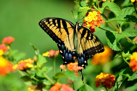 Yellow flower swallowtail photo