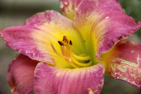 Nature plant summer