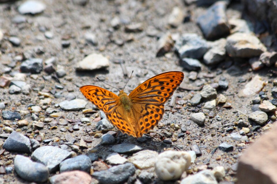 Bespozvonochnoe insect summer