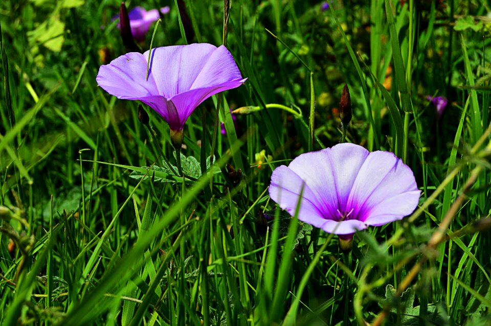 Campanula bells blue wild