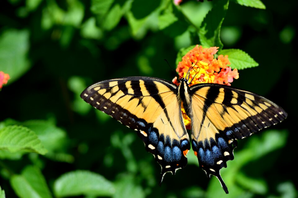 Yellow flower swallowtail