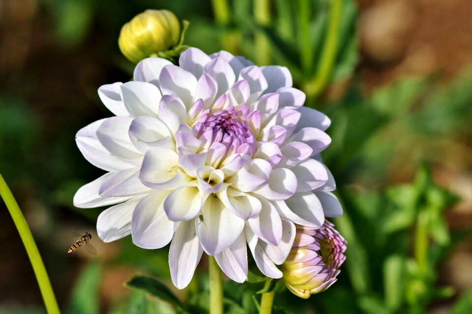 Bud dahlia garden garden plant