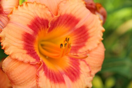 Nature plant summer