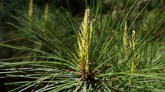 Flora season wood photo