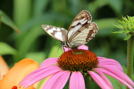 Insect nature closeup