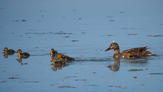 Duck ducklings water